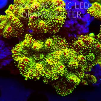 Ricordea yuma HULK (17.01.2026) 1P