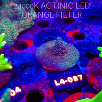 Acropora sp. PREMIUM AUSTRALIA  (07.01.2026) L4-087  5cm