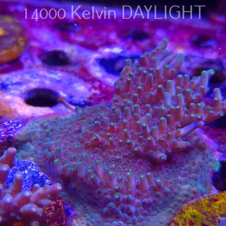 Acropora granulosa ELECTRIC LIME (06.11.2025) MM1-II-23  6cm