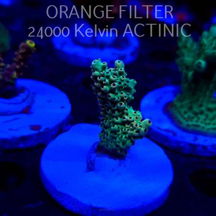 Acropora TG PINK FLOYD ACRO (20.03.2025) L1-III-27  5cm
