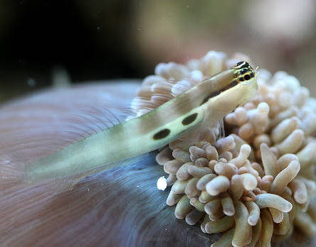 Ecsenius bimaculatus 3cm