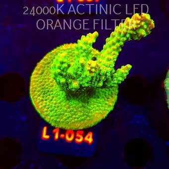Acropora RR RAINBOW LOOM (03.08.2026) L1-054  8cm