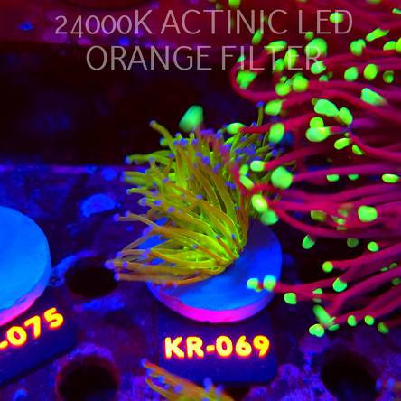 Euphyllia glabrescens TG TOXIC JOKER TORCH (01.09.2026) KR-069