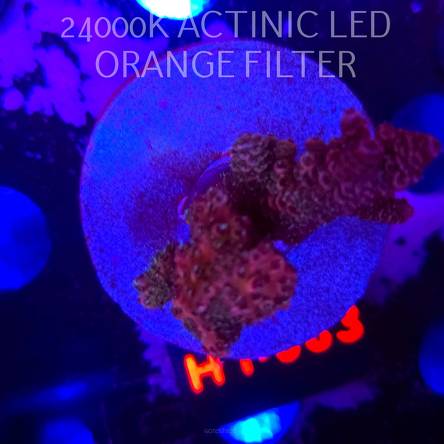 Acropora sp. (04.02.2026) H1-083  5cm