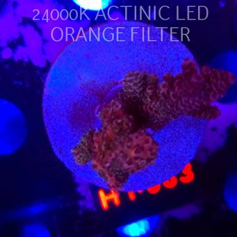 Acropora sp. (04.02.2026) H1-083  5cm