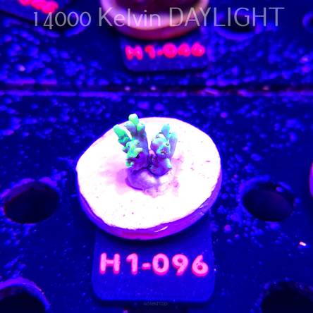 Acropora ACULEUS HIGHLIGHTER SSA (20.06.2026) H1-096  2cm