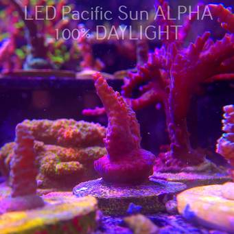 Acropora sp. AUSTRALIA (02.02.2025) L3-I-38  5cm
