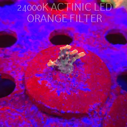 Acropora JMC SPECIAL RED (06.11.2025) MM1-III-30  2cm