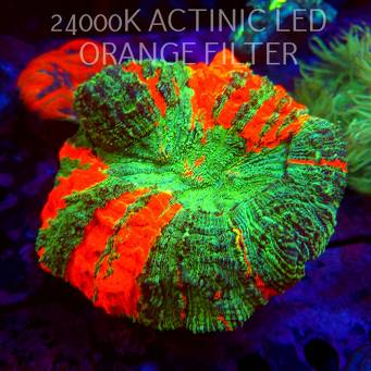 Acanthophyllia deshayesiana ULTRA Australia XXL (09.10.2026)  18cm