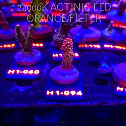 Acropora spathulata CORAL SEA ULTRA RED (02.02.2026) H1-094  3cm