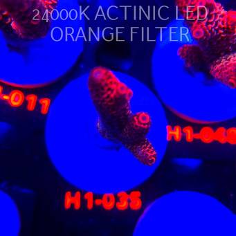 Acropora spathulata CORAL SEA ULTRA RED (16.10.2025) H1-035  5cm