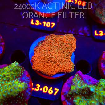 Acropora JMC RAINBOW PRINCESS Signature Frag (11.09.2026) L3-067  6cm