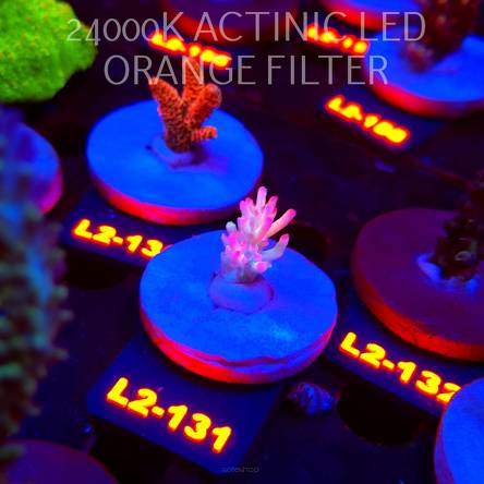 Acropora microclados STRAWBERRY SHORTCAKE CORAL SEA (14.08.2026) L2-131  2.5cm