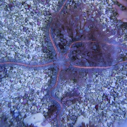 Wężowidło Ophiomastix annulosa PINK (Brittle Starfish Pink)