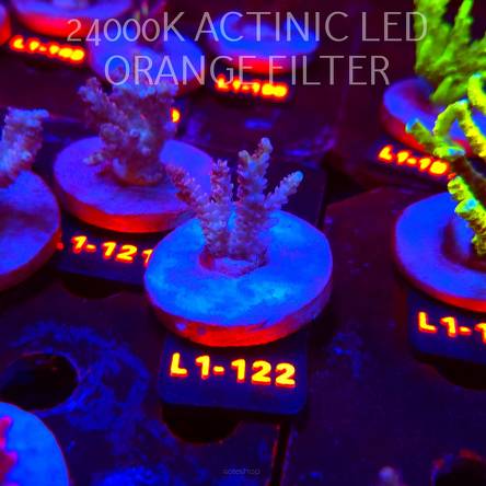 Acropora RED PLANET ULTRA AUSTRALIA (02.08.2026) L1-122  4cm
