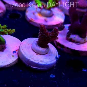 Acropora MILLEPORA PINK (20.03.2025) L1-II-23  2cm