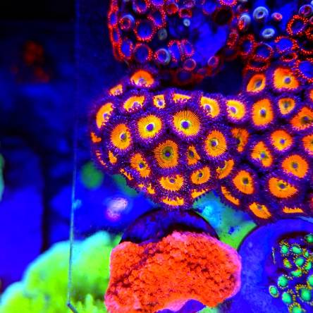 Zoanthus SUNNY D ZOA (07.01.2022) 250xPolyp