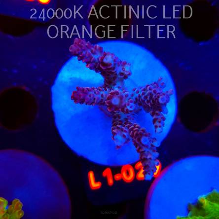 Acropora RED PLANET ULTRA AUSTRALIA (03.08.2026) L1-029  5cm