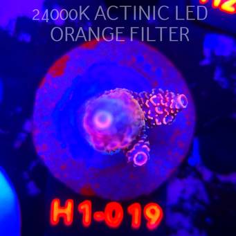 Acropora spathulata CORAL SEA ULTRA RED (04.02.2026) H1-019  6cm