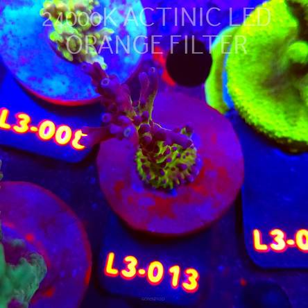 Acropora EC Frankie's Kryptonite (04.01.2026) L3-013  7cm