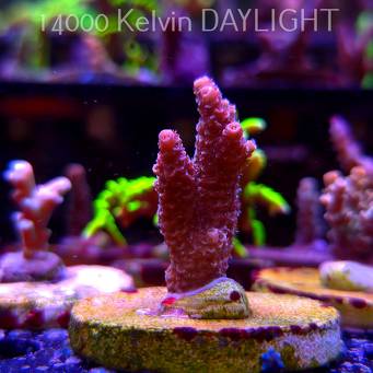 Acropora MILLEPORA PINK (24.05.2025) L2-I-19  4cm