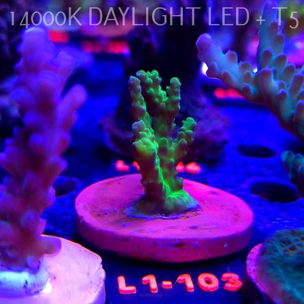 Acropora TOXIC TABLE GREEN (09.10.2025) L1-103  4cm
