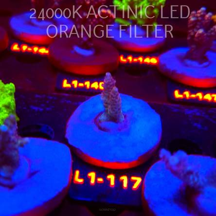 Acropora RED PLANET ULTRA AUSTRALIA (02.08.2026) L1-117  3cm