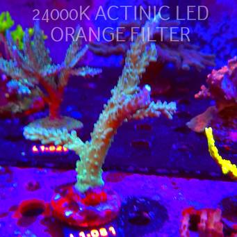 Acropora sp. AUSTRALIA  (14.03.2026) L1-081  15cm