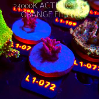 Acropora JMC PINK DREAM (02.08.2026) L1-072  2cm