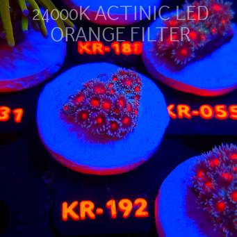 Goniopora CONFETTI (17.01.2026) KR-192  3cm