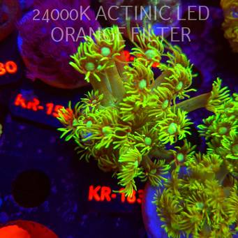 Goniopora GREEN (10.09.2026) KR-183  3cm
