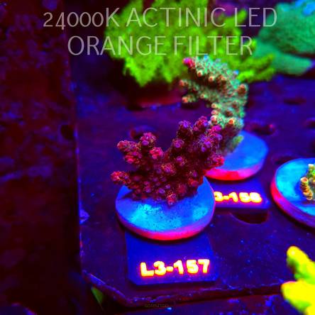 Acropora sp. PREMIUM AUSTRALIA (11.09.2026) L3-157  6cm