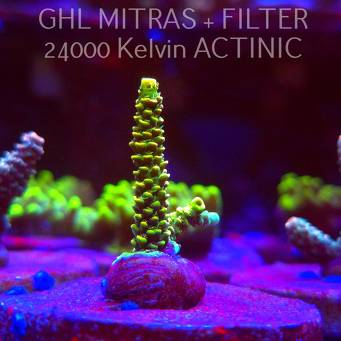  Acropora JMC YELLOW SPECIAL (20.02.2025) L4-I-26  5cm