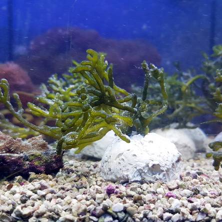 Codium (makroglony do refugium)