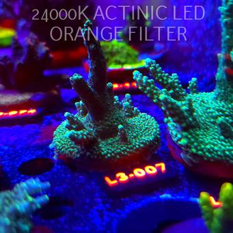 Acropora sp. AUSTRALIA (04.01.2026) L3-007  8cm