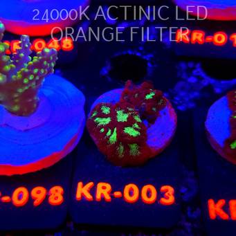 Goniastrea JASON FOX ACI FIRESTORM (10.10.2025) KR-003  2cm