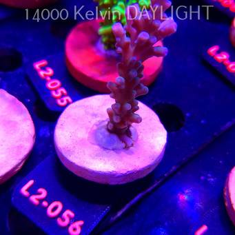 Acropora loripes JM LIME ICE (14.08.2026) L2-056  7cm