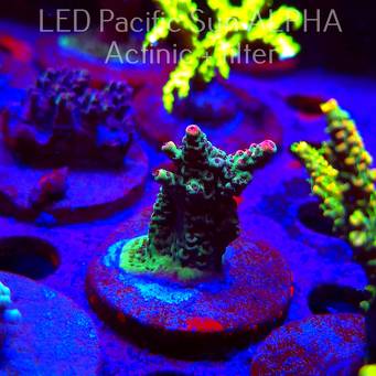 Acropora FOREST FIRE (02.02.2025) L3-II-24  5cm