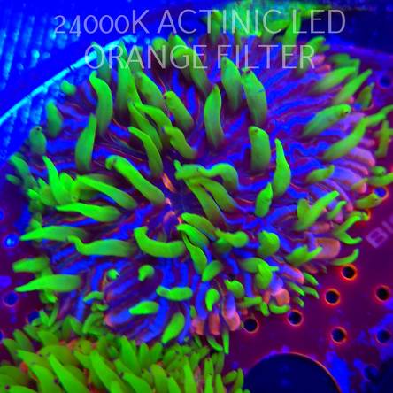 Heliofungia fralinae MALAYSIAN RAINBOW (01.02.2026) 8cm