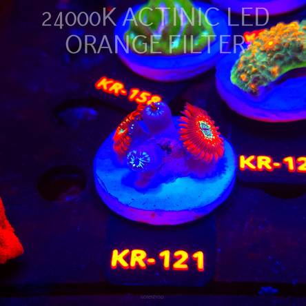 Zoanthus MAGICIAN (17.01.2026) KR-121  4P