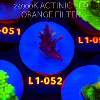 Acropora microclados STRAWBERRY SHORTCAKE (03.08.2026) L1-052  4cm