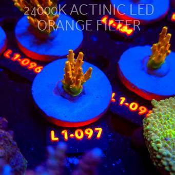 Acropora loripes GOLDEN JAWDROPPER (03.08.2026) L1-097  4cm