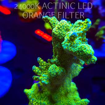 Montipora MALAMPAYA (16.10.2025) H1-099  12cm