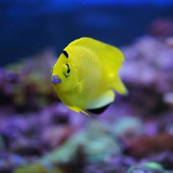 Apolemichthys trimaculatus (Flagfin Angel) 8 cm