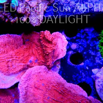 Montipora capricornis RED (06.03.2023)  8cm