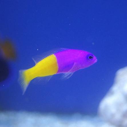 Pseudochromis paccagnellae 4 cm