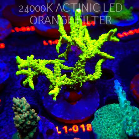 Anacropora WWC SLIMEBALL (11.10.2025) L1-018  9cm