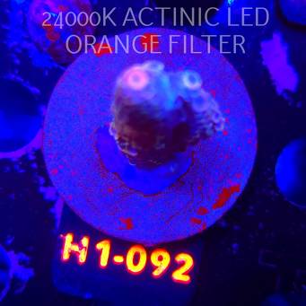 Acropora spathulata CORAL SEA ULTRA (04.02.2026) H1-092  6cm