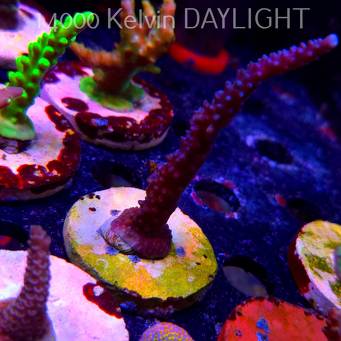 Acropora formosa BLUE JEANS (19.06.2025) L3-II-30  11cm