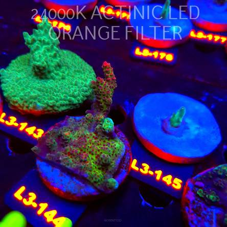 Acropora HYACINTHUS RED PLANET (11.09.2026) L3-144  6cm